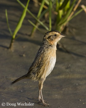 Nelson's Sharp-tailed Sparrow _F2B1519.jpg - 41816 Bytes